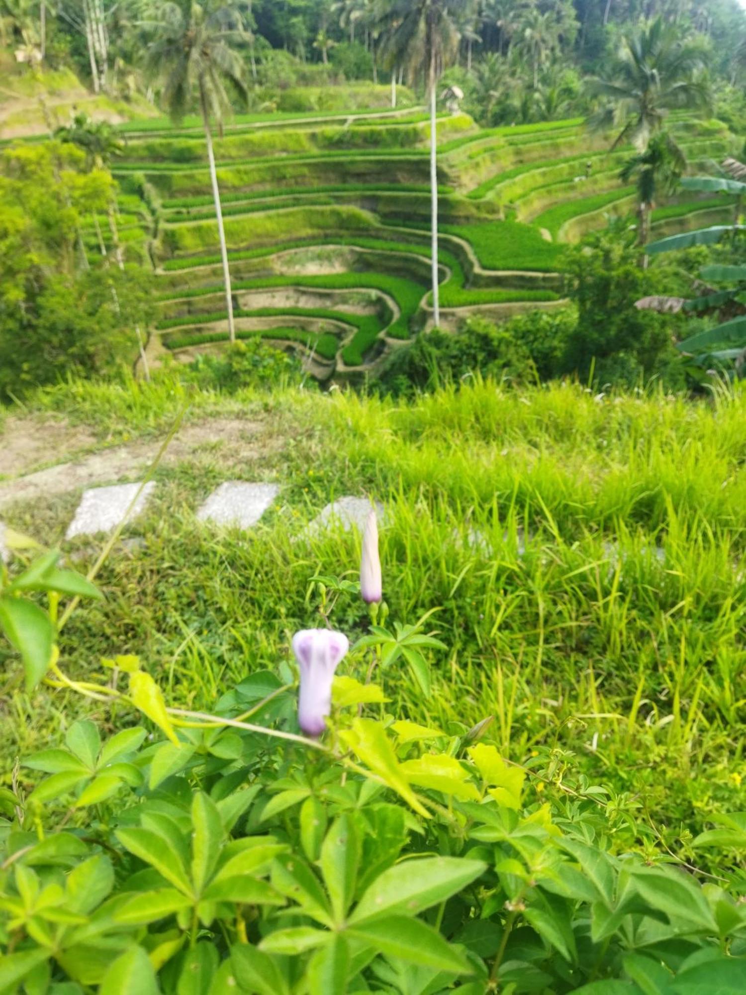 Wahwik'S House Hotell Ubud Exteriör bild