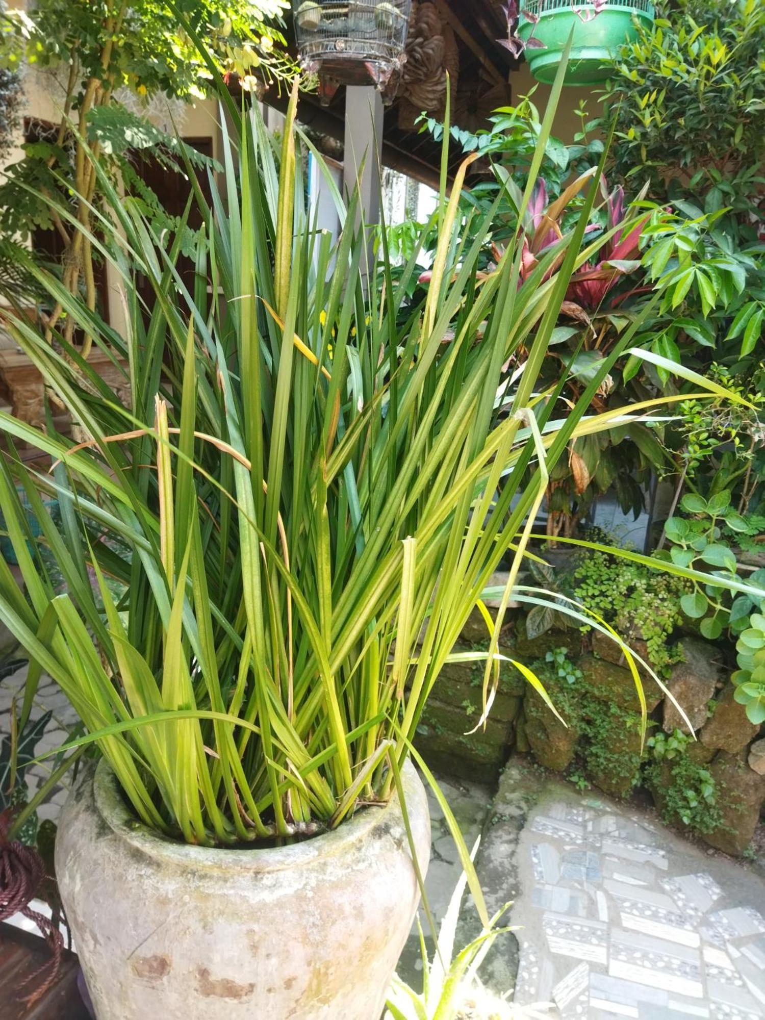 Wahwik'S House Hotell Ubud Exteriör bild